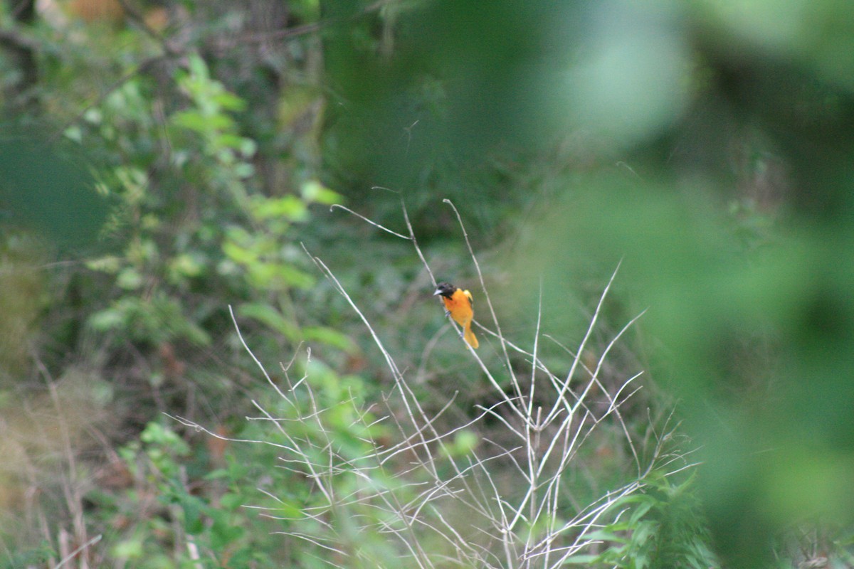 Baltimore Oriole - ML638501808