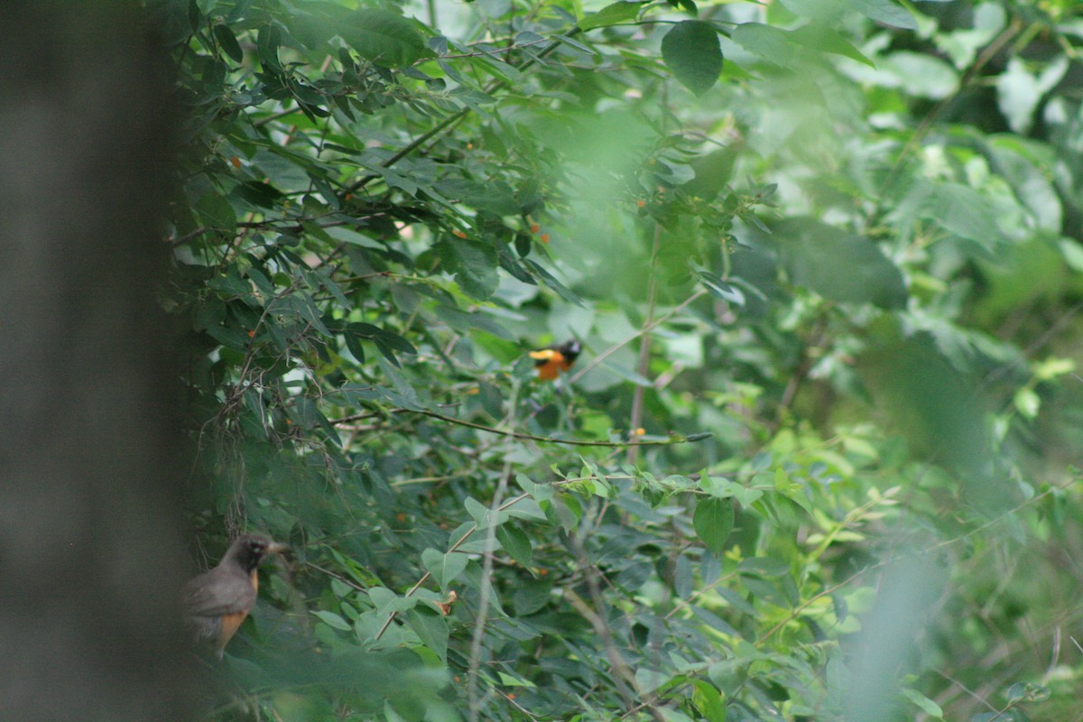Baltimore Oriole - ML638501809