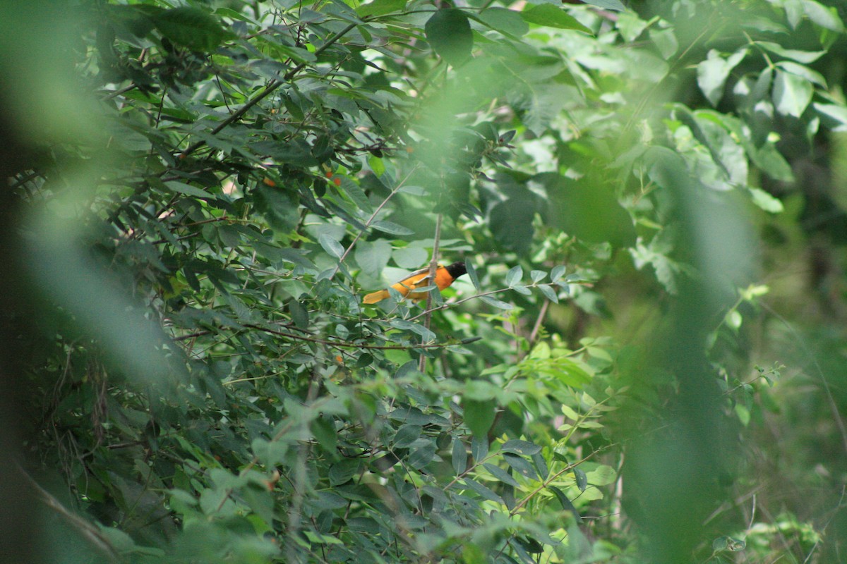 Baltimore Oriole - ML638501810