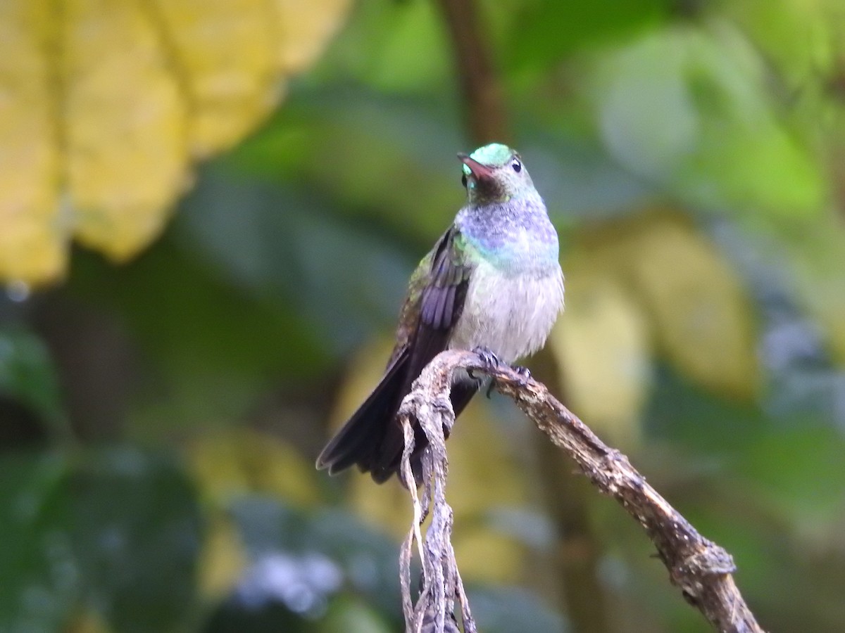 Blue-chested Hummingbird - ML638501813