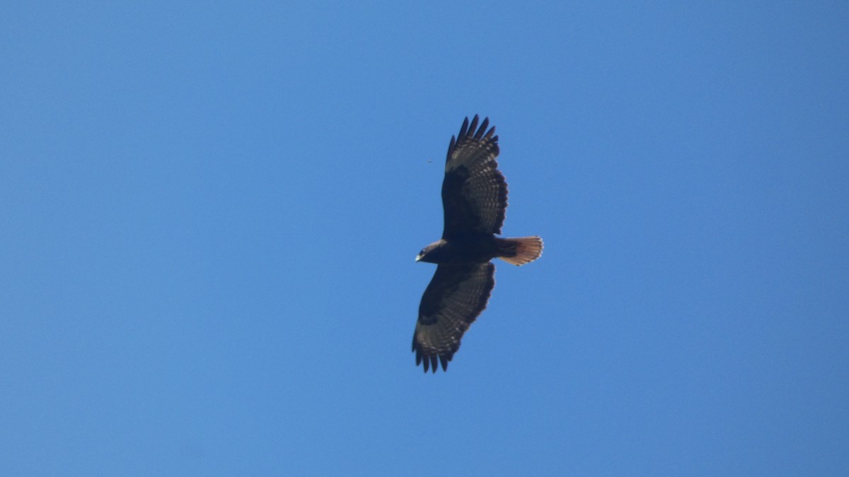 Red-tailed Hawk - ML638501822