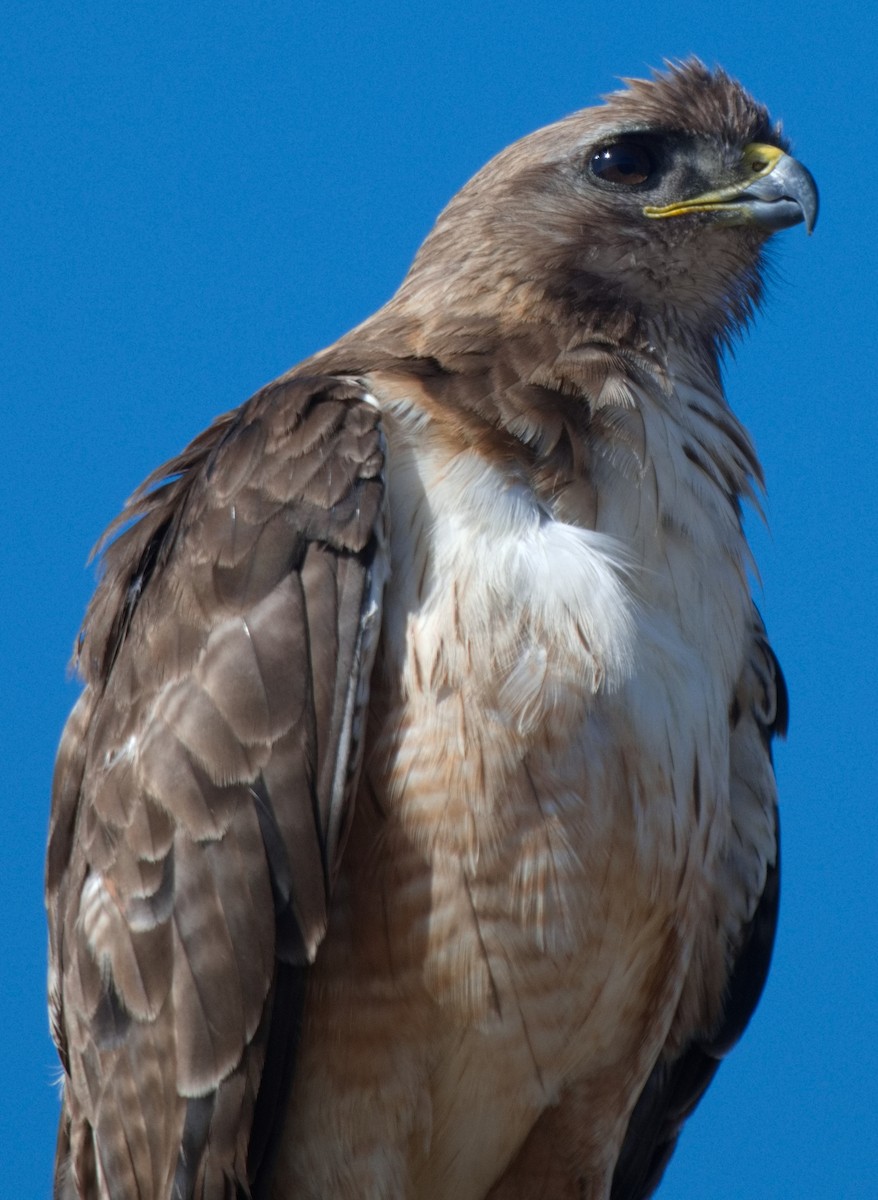 Red-tailed Hawk - ML638501857