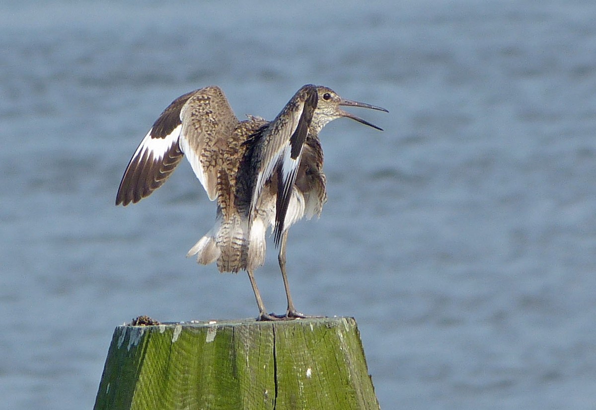 Willet - ML638501860