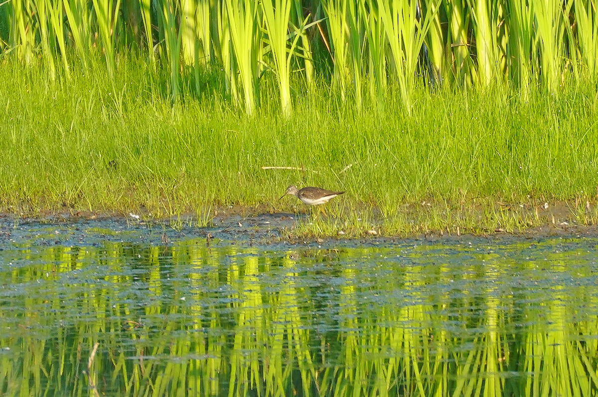 Einsiedelwasserläufer - ML638501865