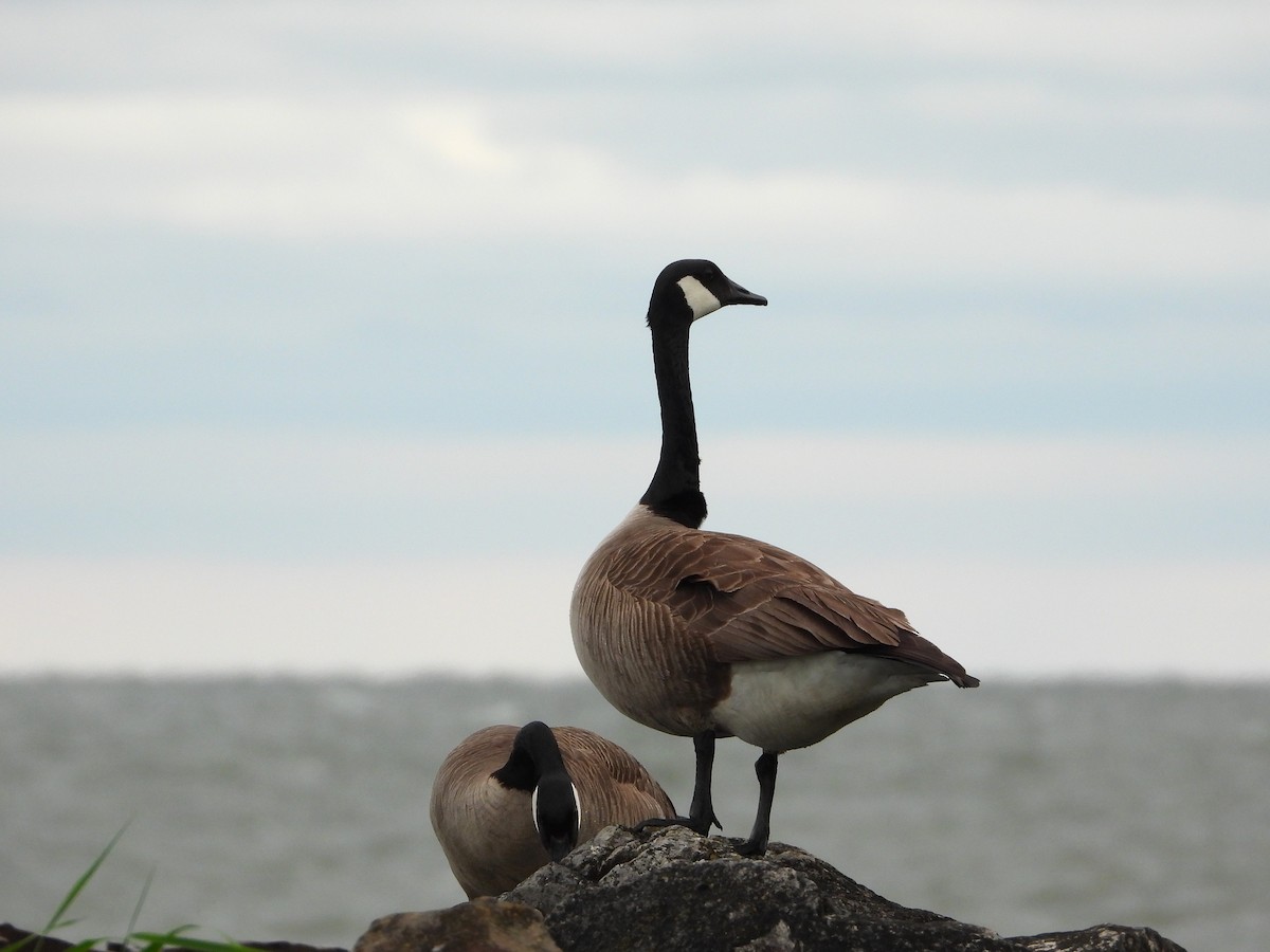 Canada Goose - ML638501869