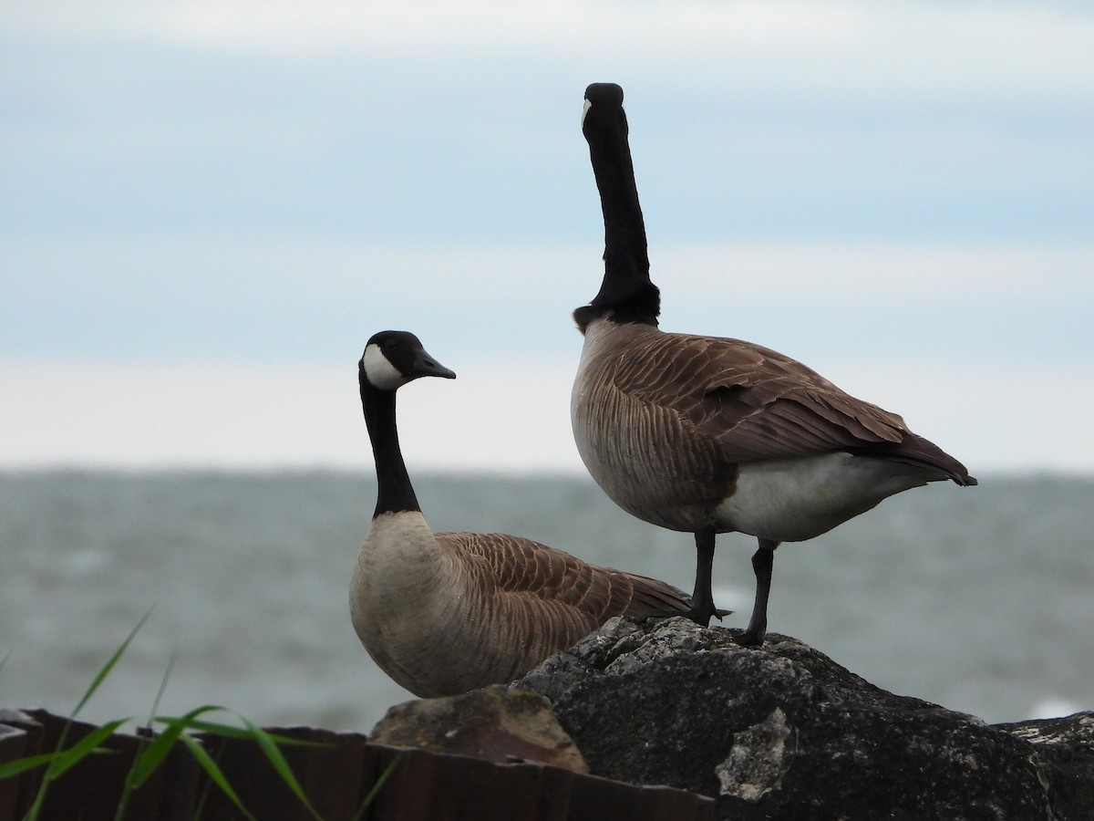Canada Goose - ML638501895