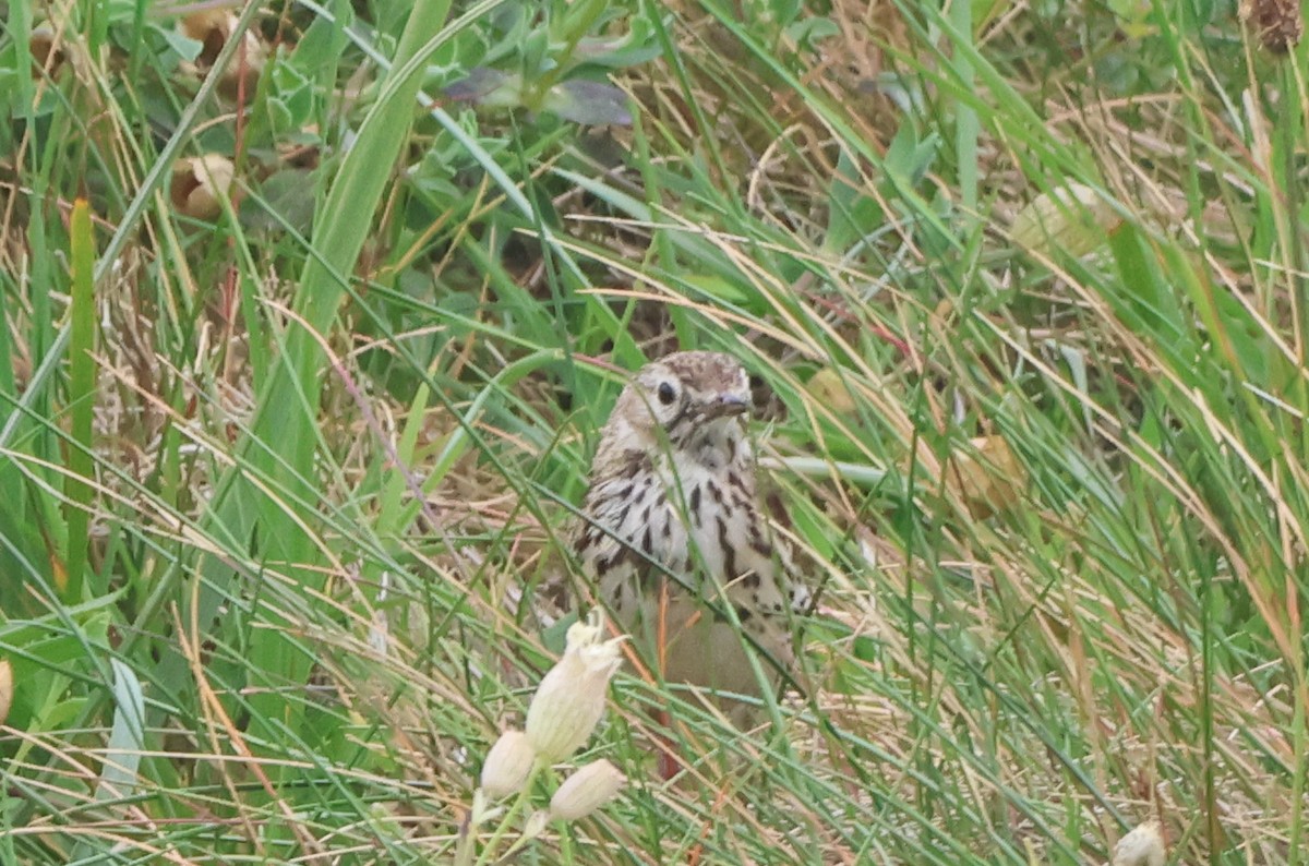 Нугын шийхнүүхэй - ML638501926