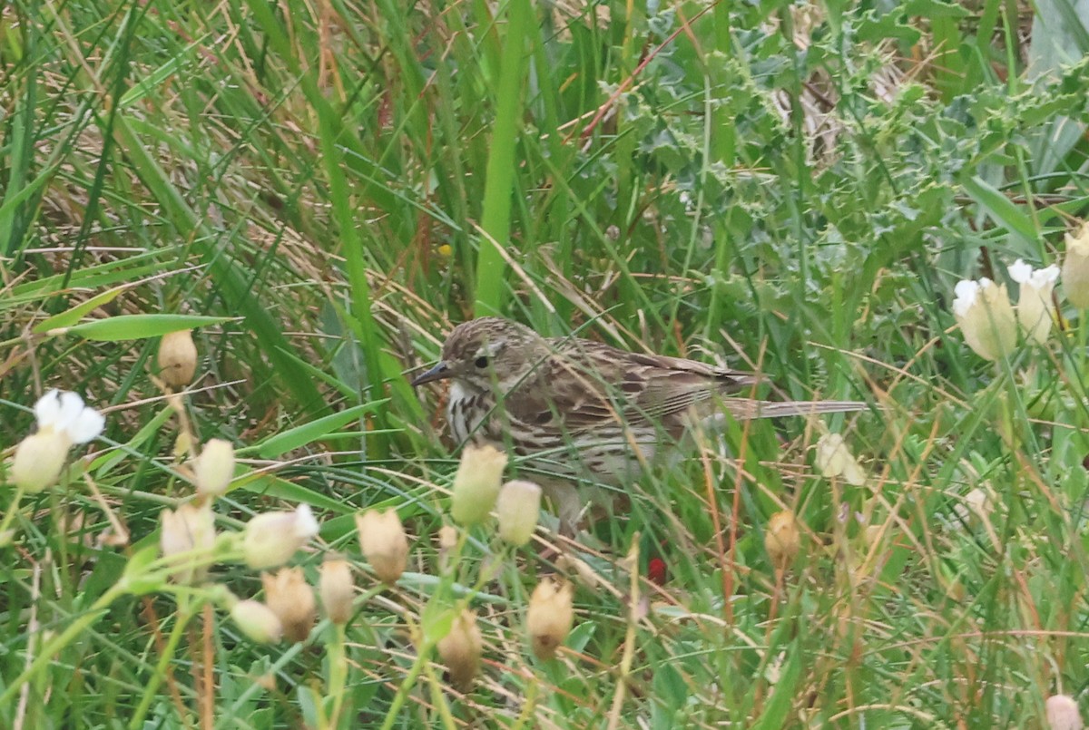 Нугын шийхнүүхэй - ML638501927