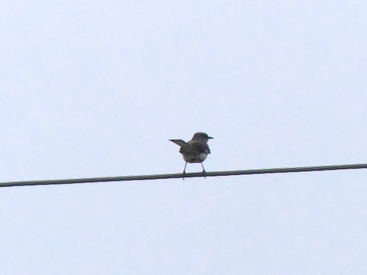 Northern Mockingbird - ML638501942