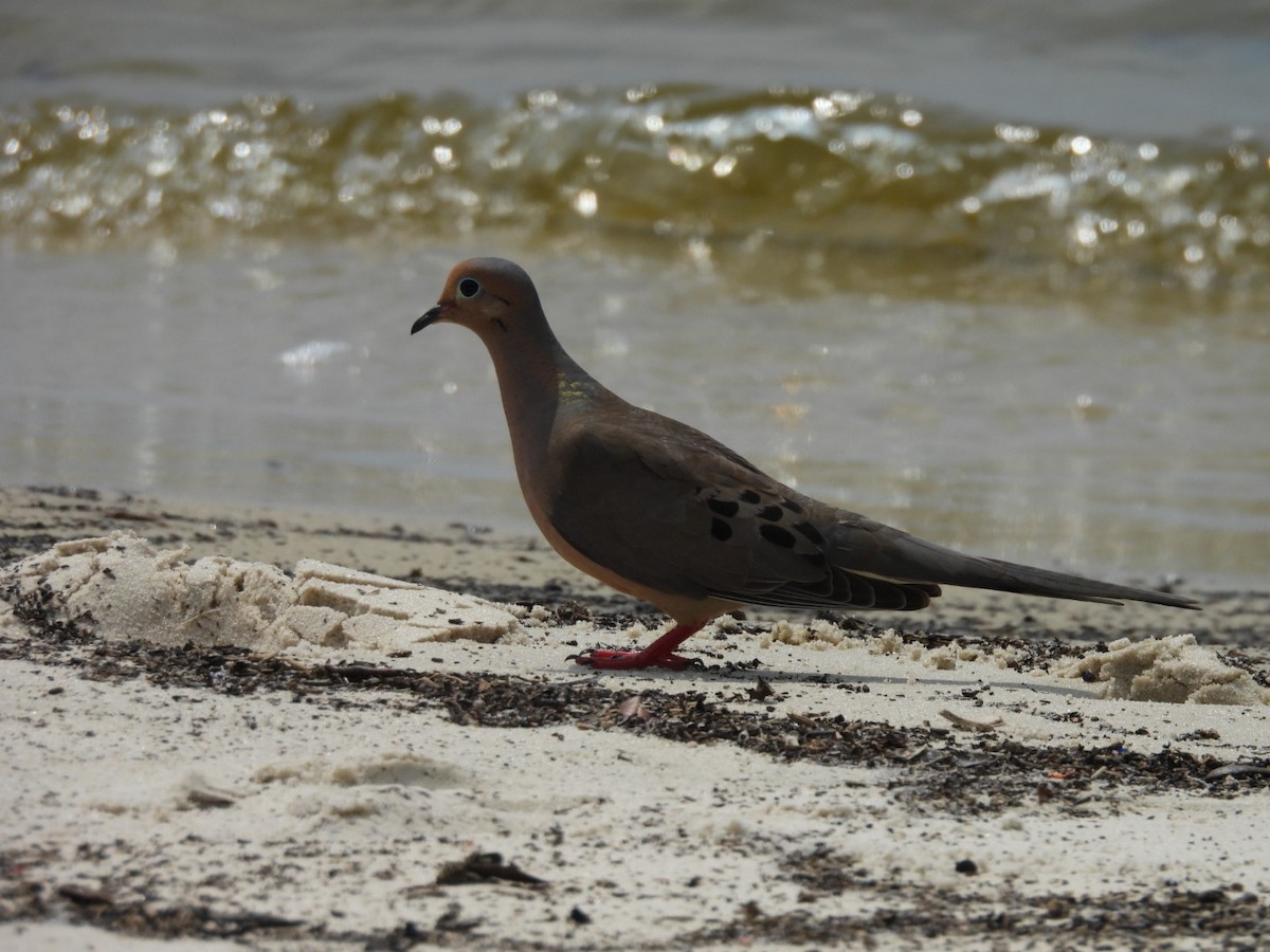 Mourning Dove - ML638501946