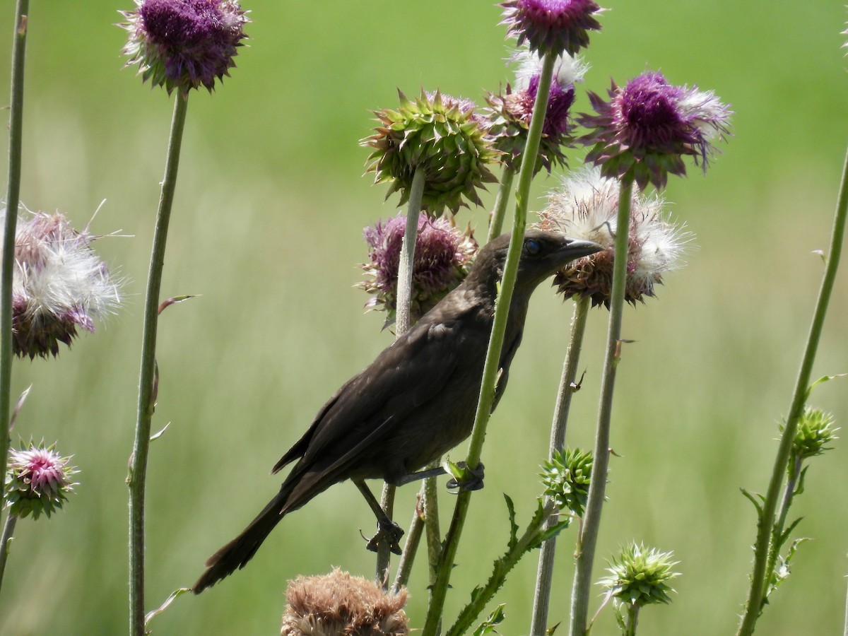 Common Grackle - ML638501950