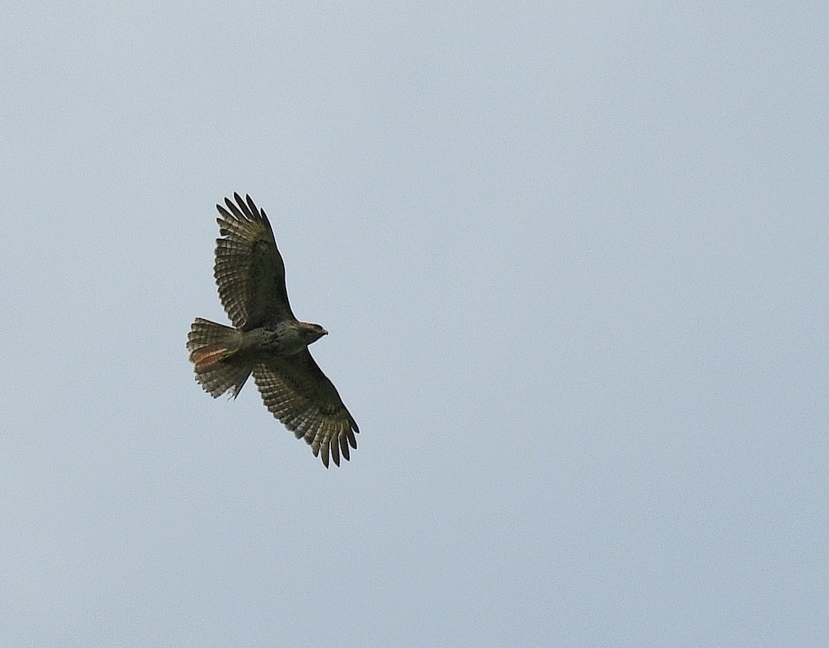 Red-tailed Hawk - ML638501954