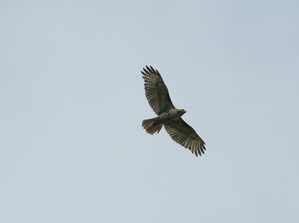 Red-tailed Hawk - ML638501955