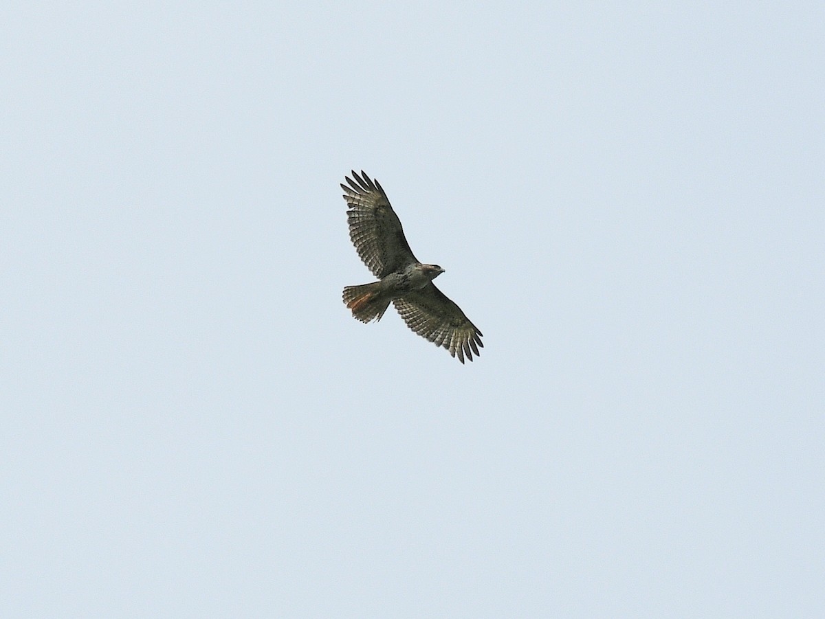 Red-tailed Hawk - ML638501956