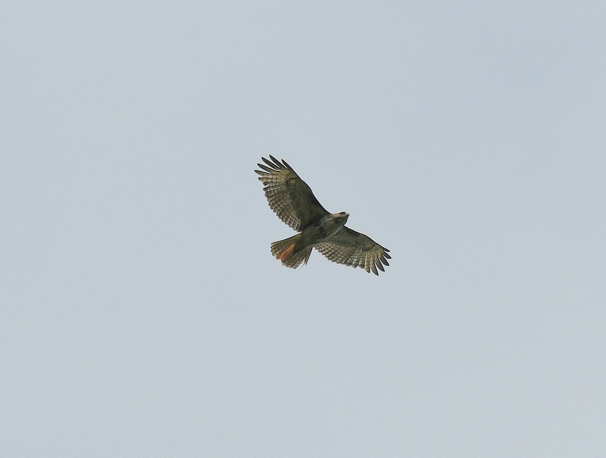 Red-tailed Hawk - ML638501957