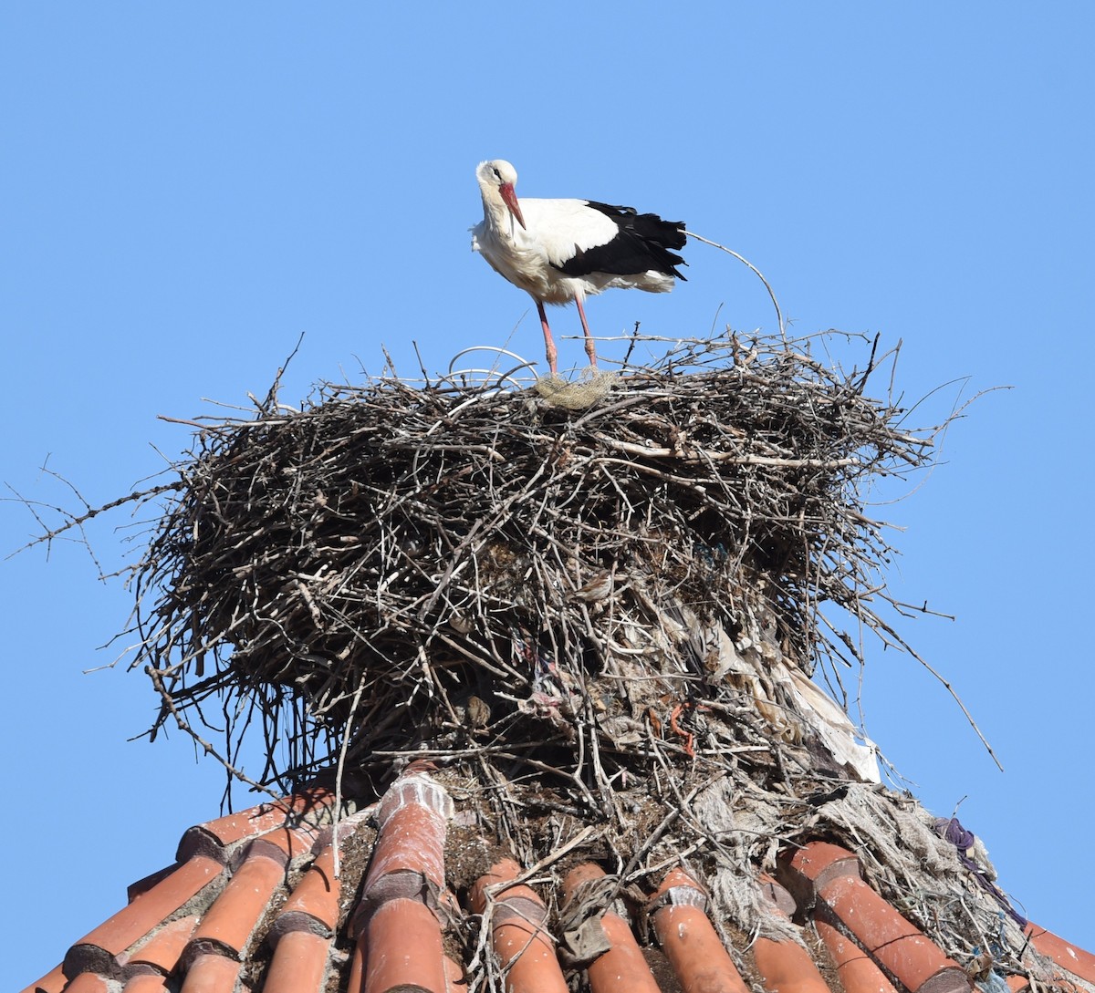 White Stork - ML638501961