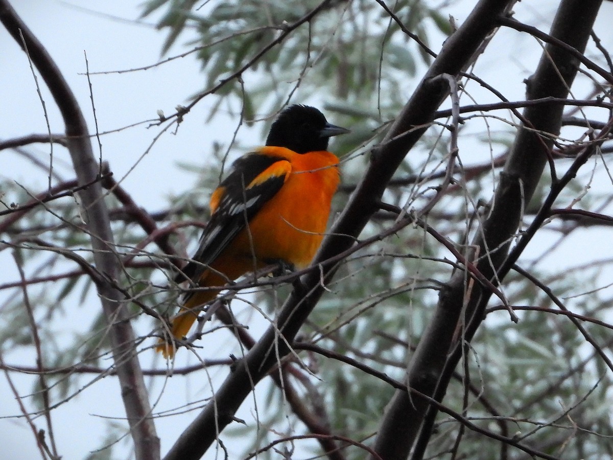 Baltimore Oriole - ML638501963