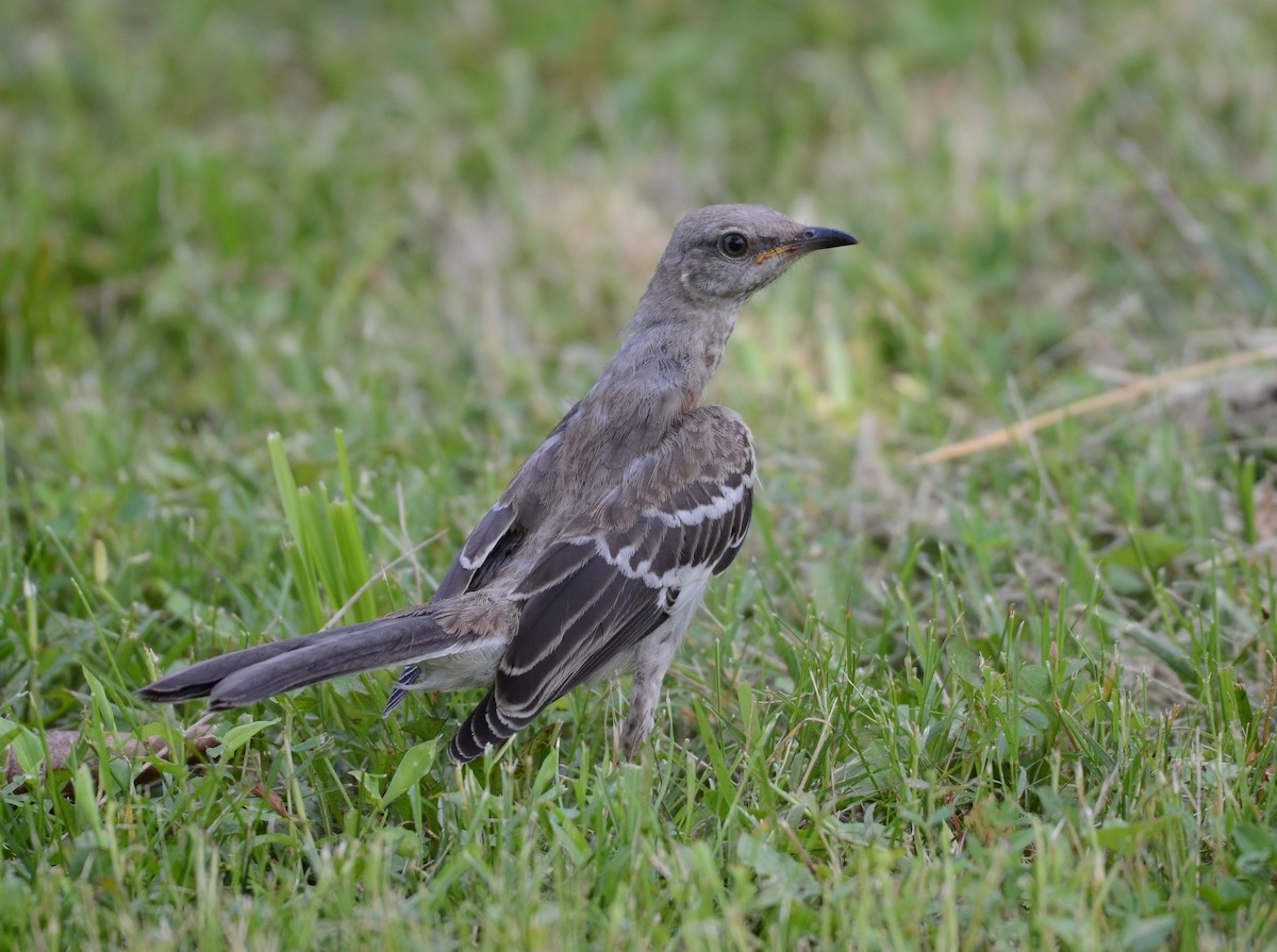 Northern Mockingbird - ML638501998