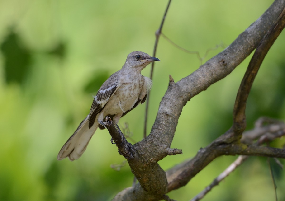 Northern Mockingbird - ML638502004