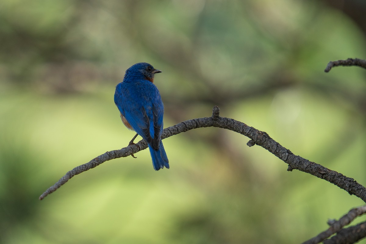 Eastern Bluebird - ML638502007