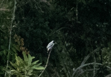 Black-crowned Tityra - ML638502008