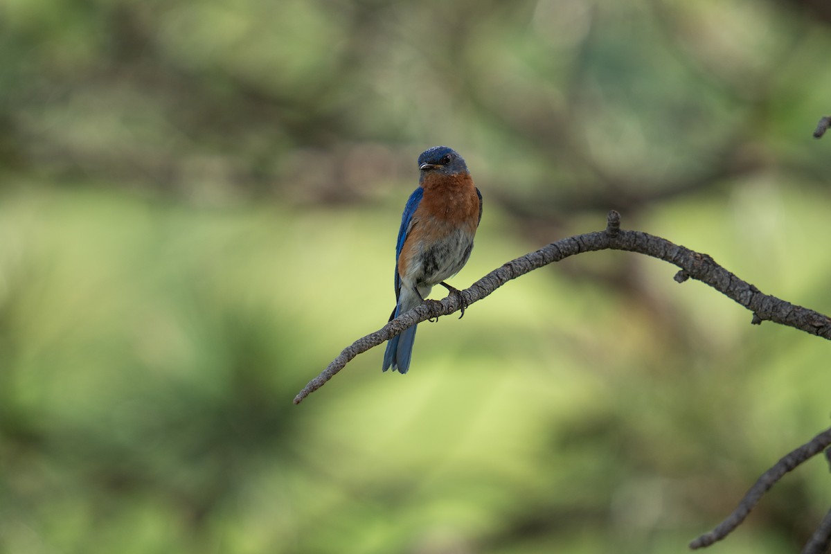Eastern Bluebird - ML638502017