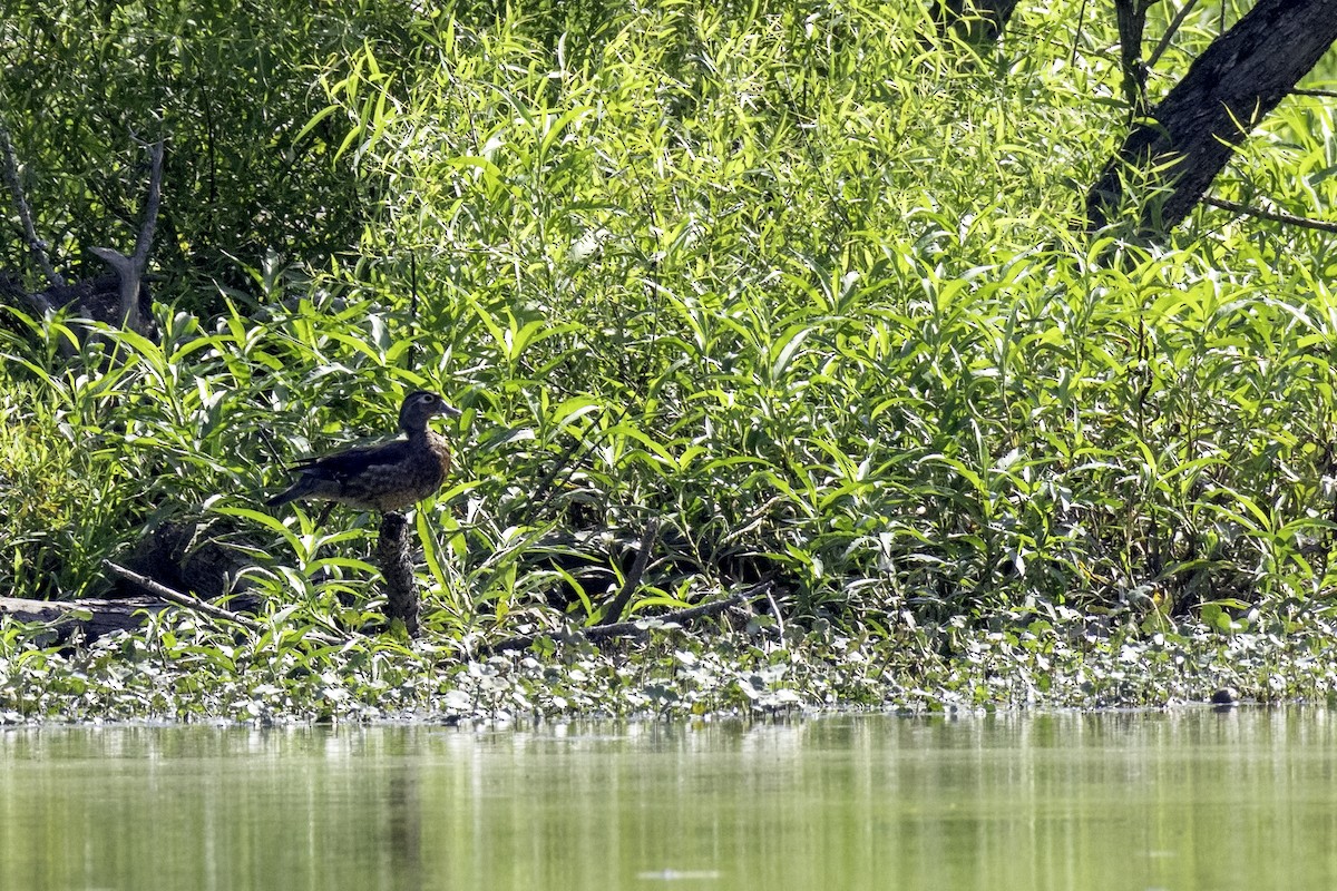 Wood Duck - ML638502025
