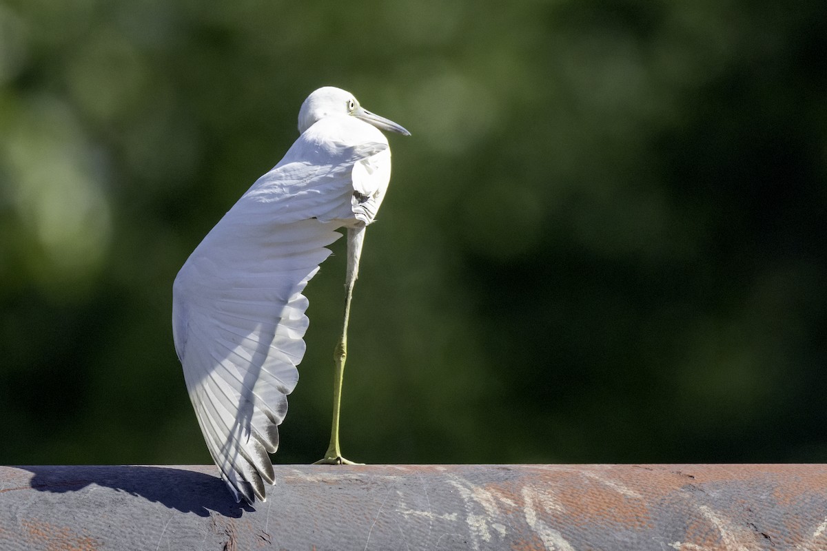 Little Blue Heron - ML638502029