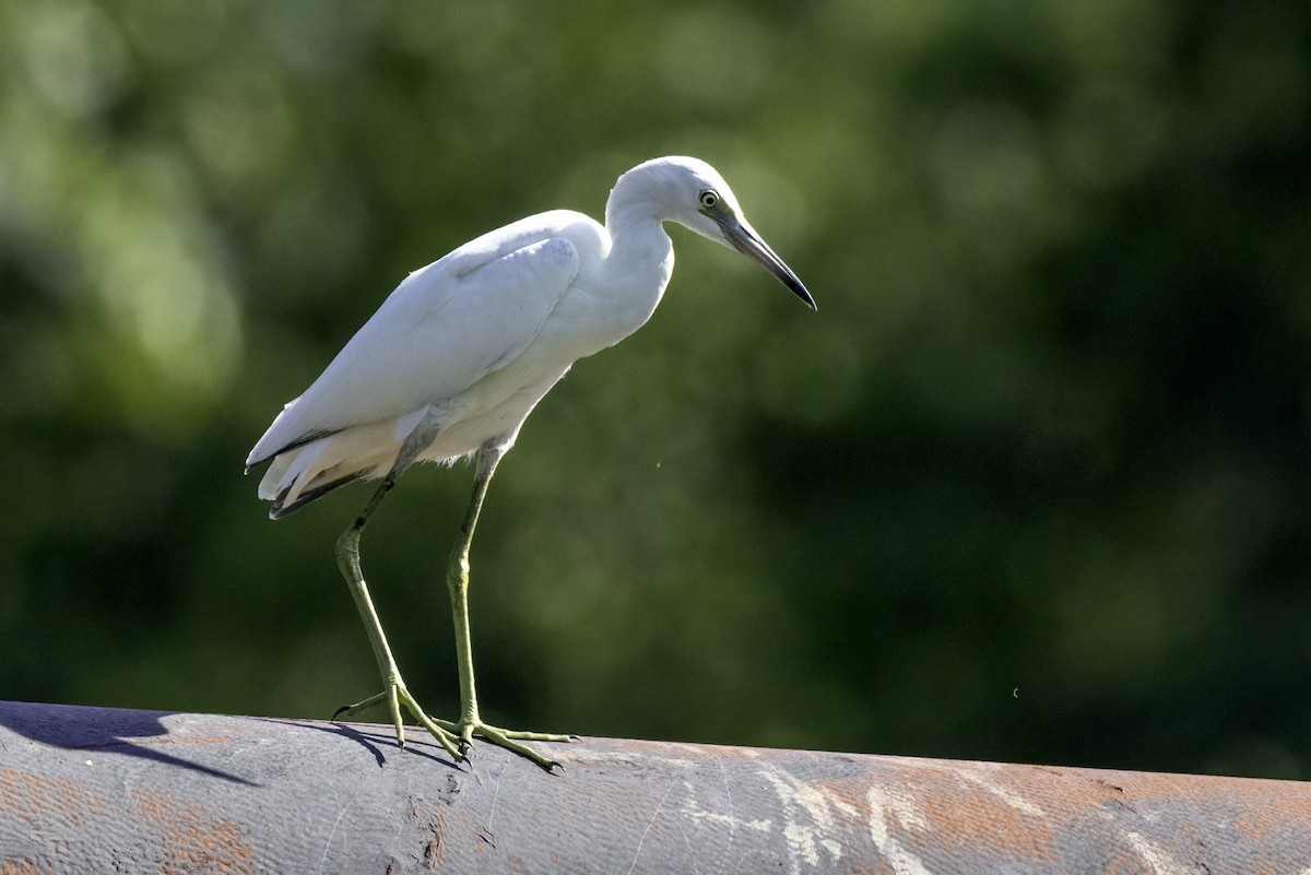 Little Blue Heron - ML638502031