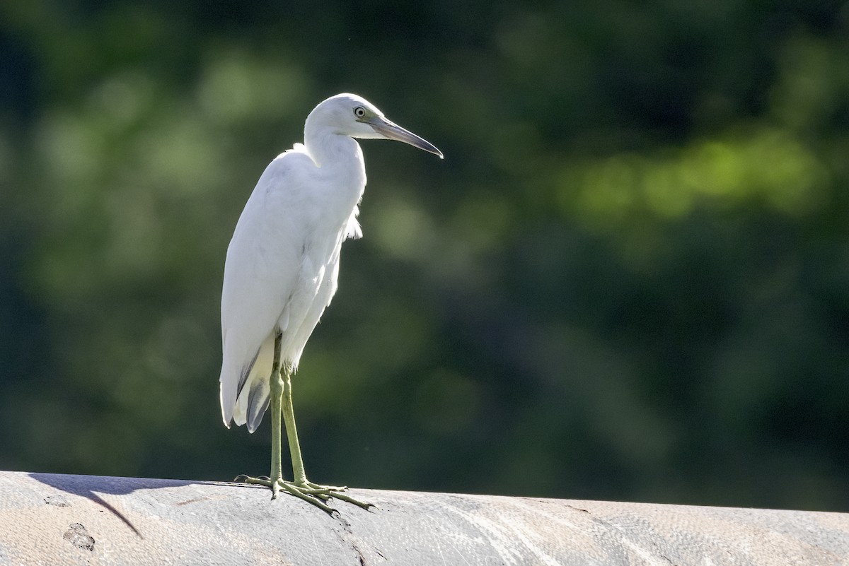 Little Blue Heron - ML638502032