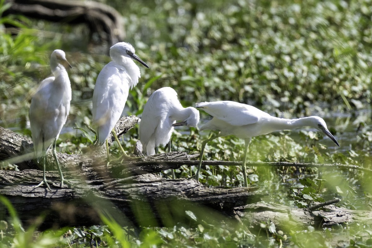 Little Blue Heron - ML638502034