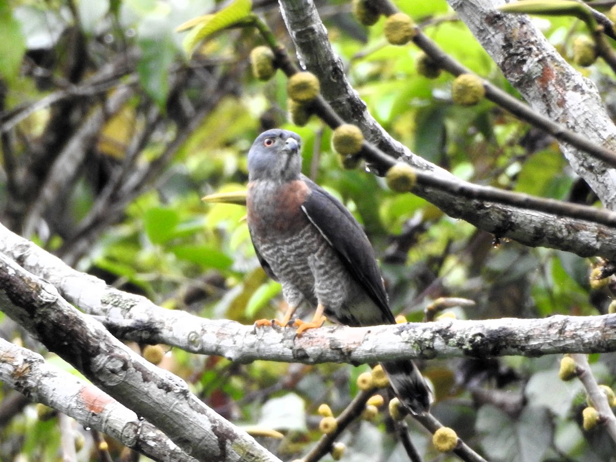 Double-toothed Kite - ML638502050