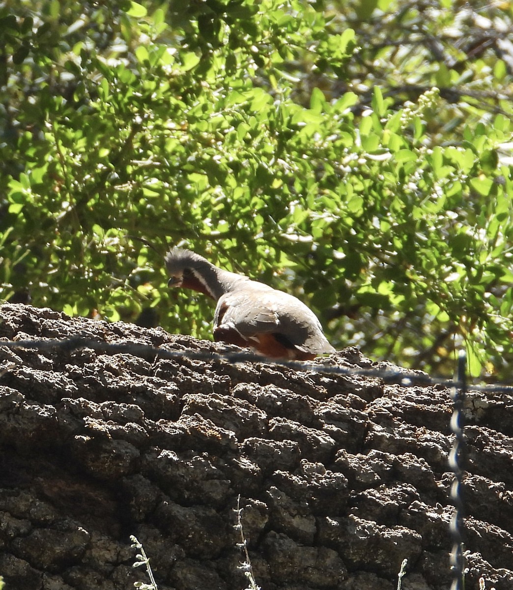 Mountain Quail - ML638502052