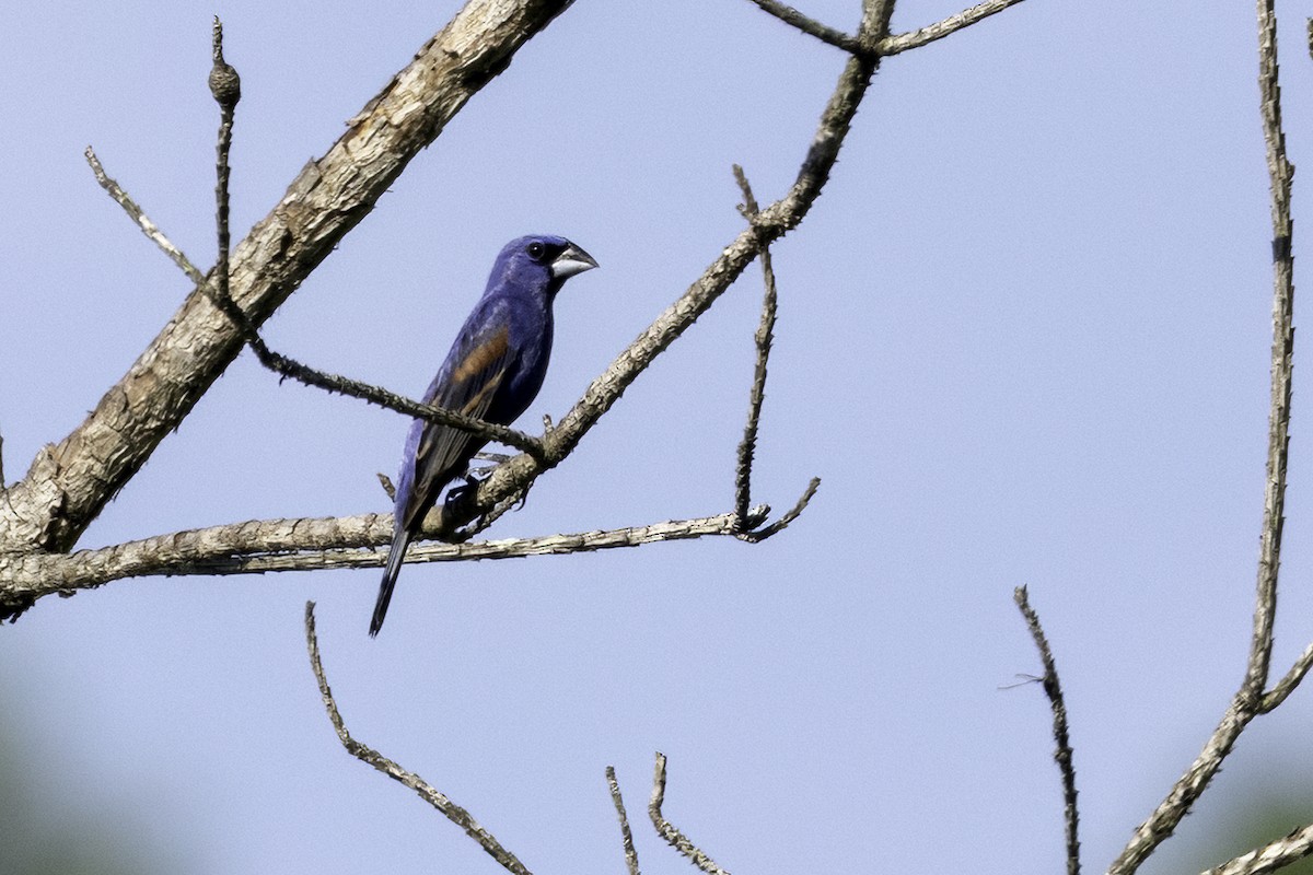 Blue Grosbeak - ML638502064