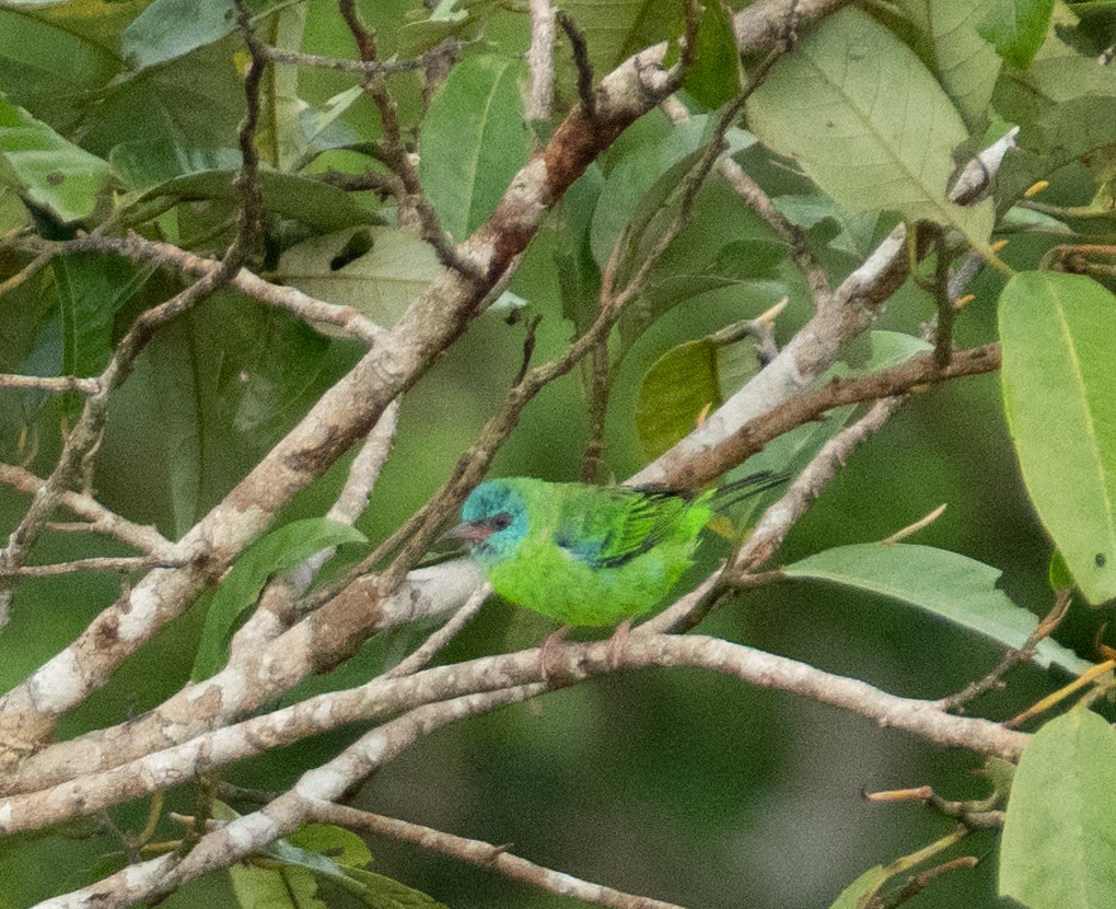 Blue Dacnis - ML638502076
