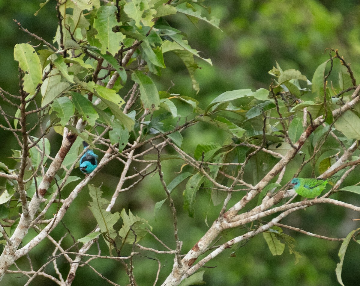 Blue Dacnis - ML638502077
