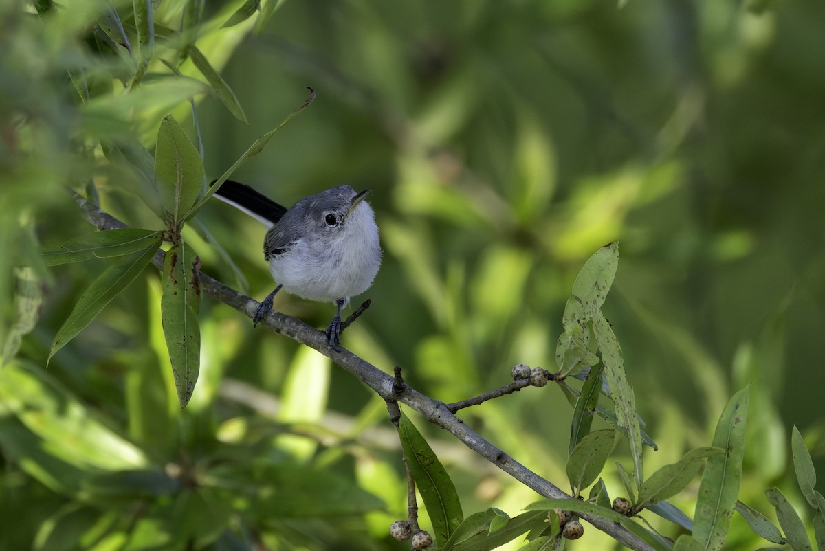 Blue-gray Gnatcatcher - ML638502078