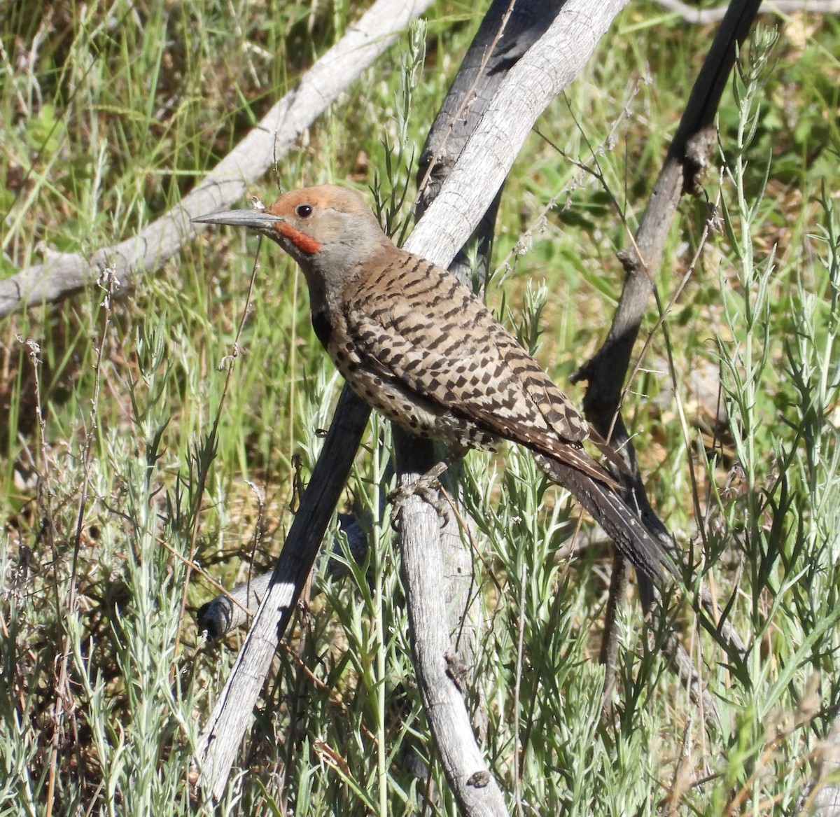 Northern Flicker - ML638502089