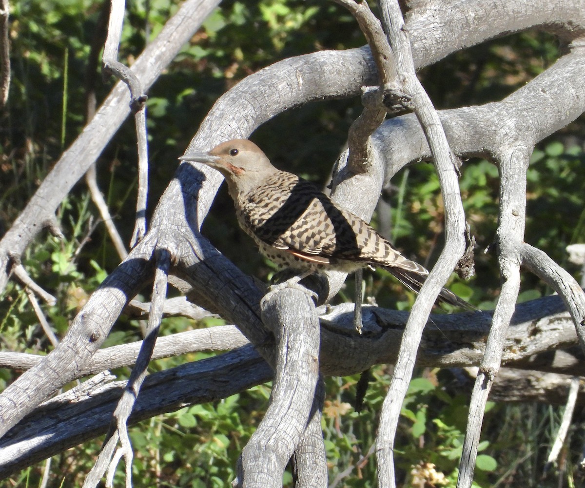 Northern Flicker - ML638502090