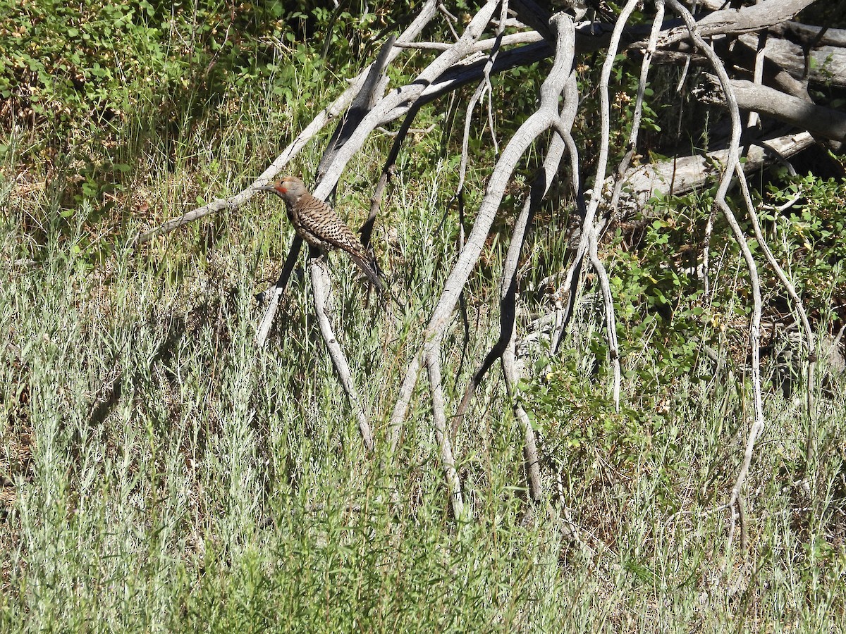 Northern Flicker - ML638502093