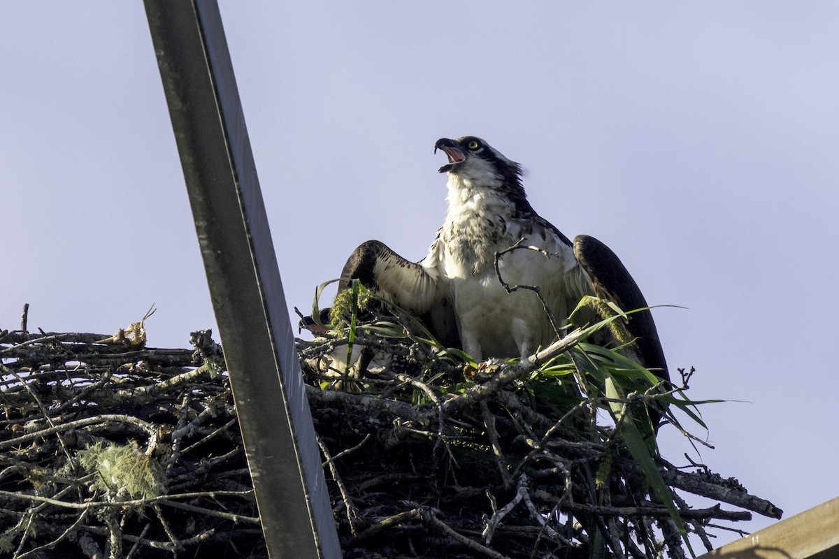 Osprey - ML638502094