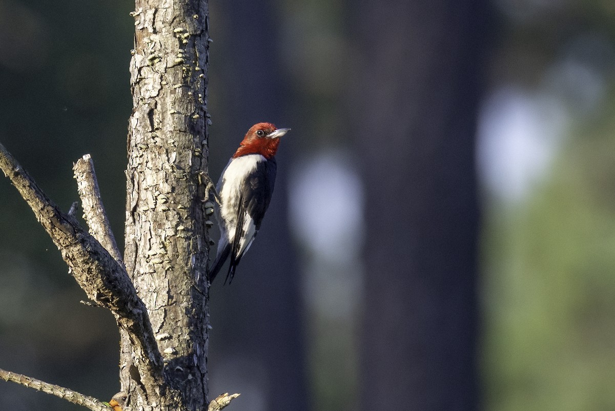 Red-headed Woodpecker - ML638502097