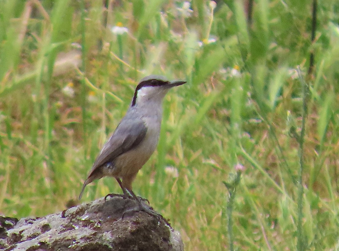 Western Rock Nuthatch - ML638502105