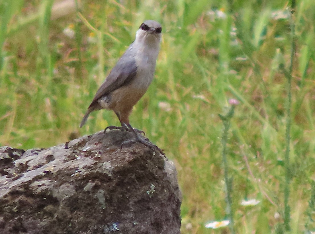 Western Rock Nuthatch - ML638502106