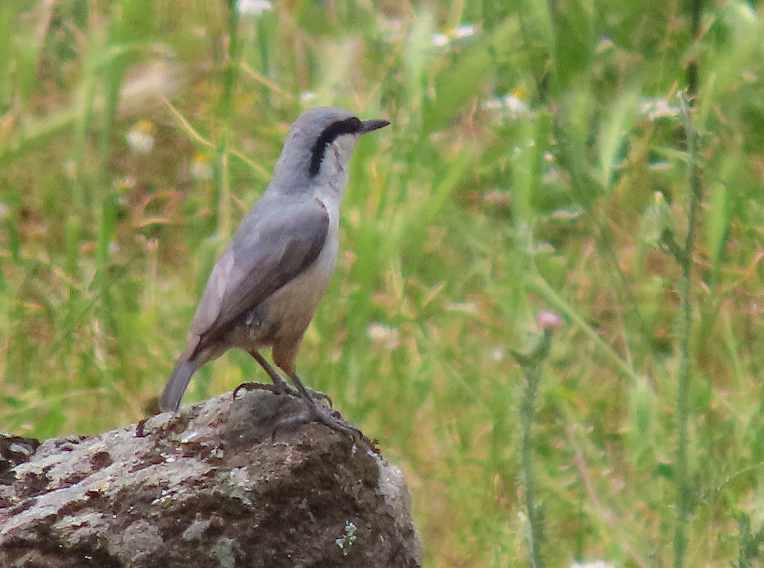 Western Rock Nuthatch - ML638502107