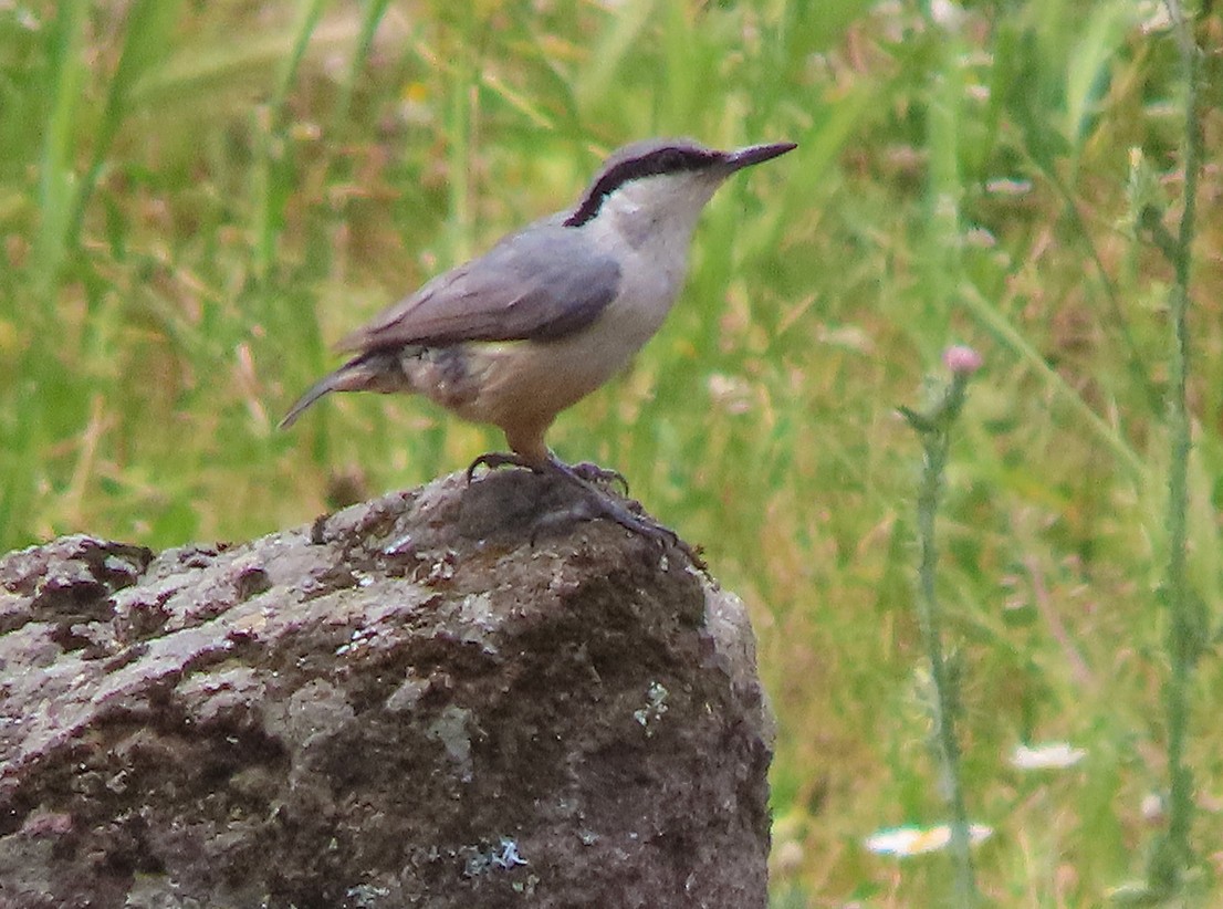 Western Rock Nuthatch - ML638502108