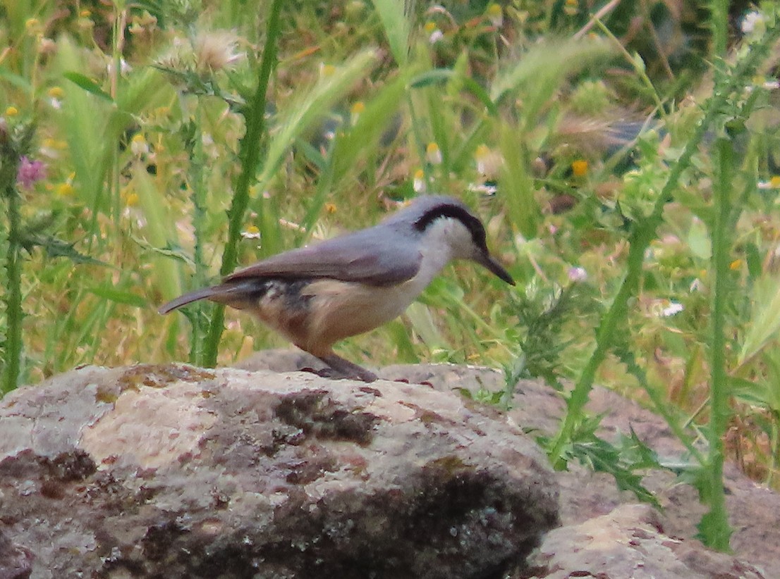 Western Rock Nuthatch - ML638502109