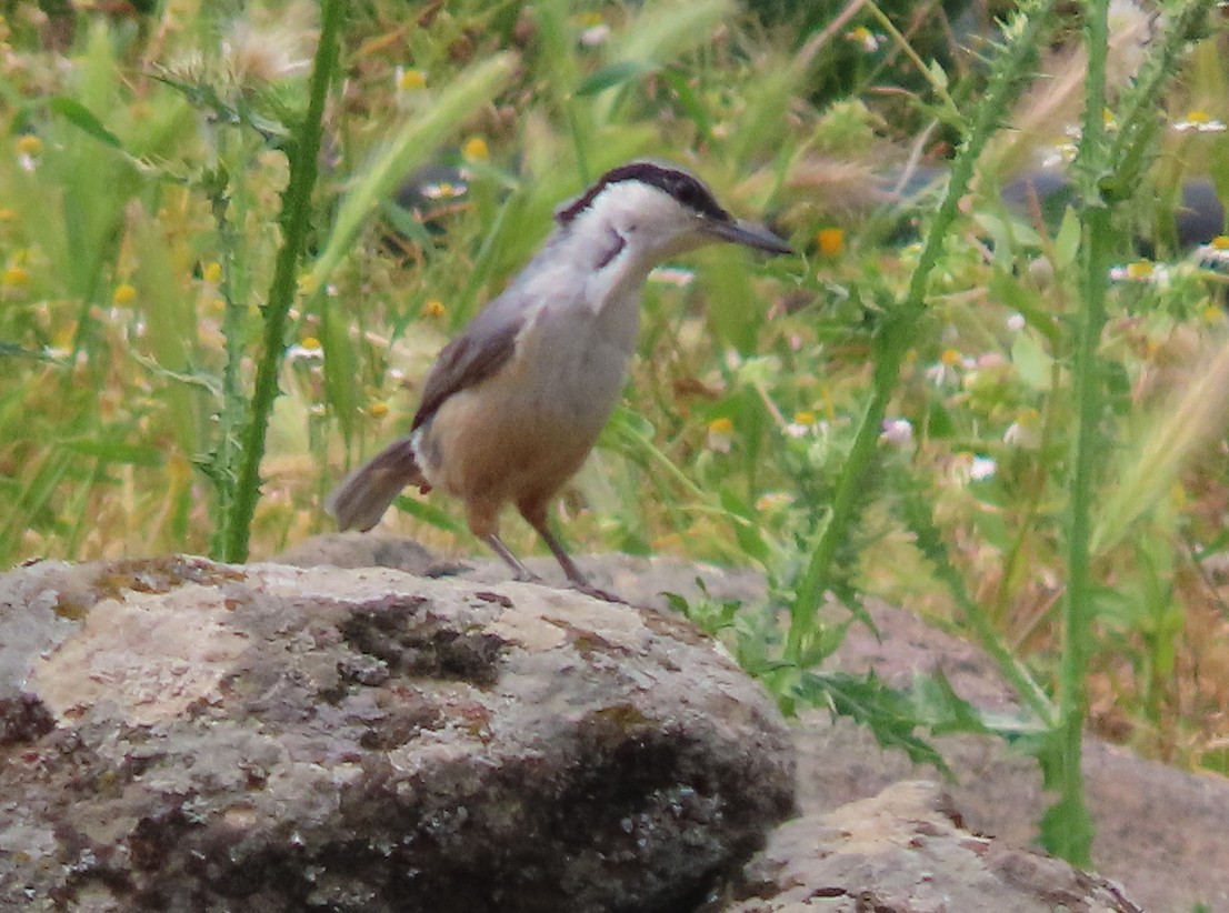 Western Rock Nuthatch - ML638502110