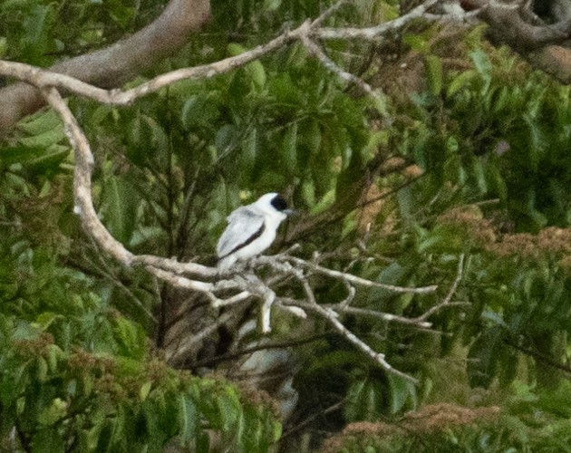Black-crowned Tityra - ML638502120