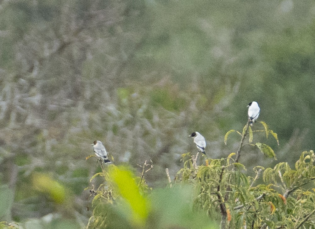Black-crowned Tityra - ML638502121